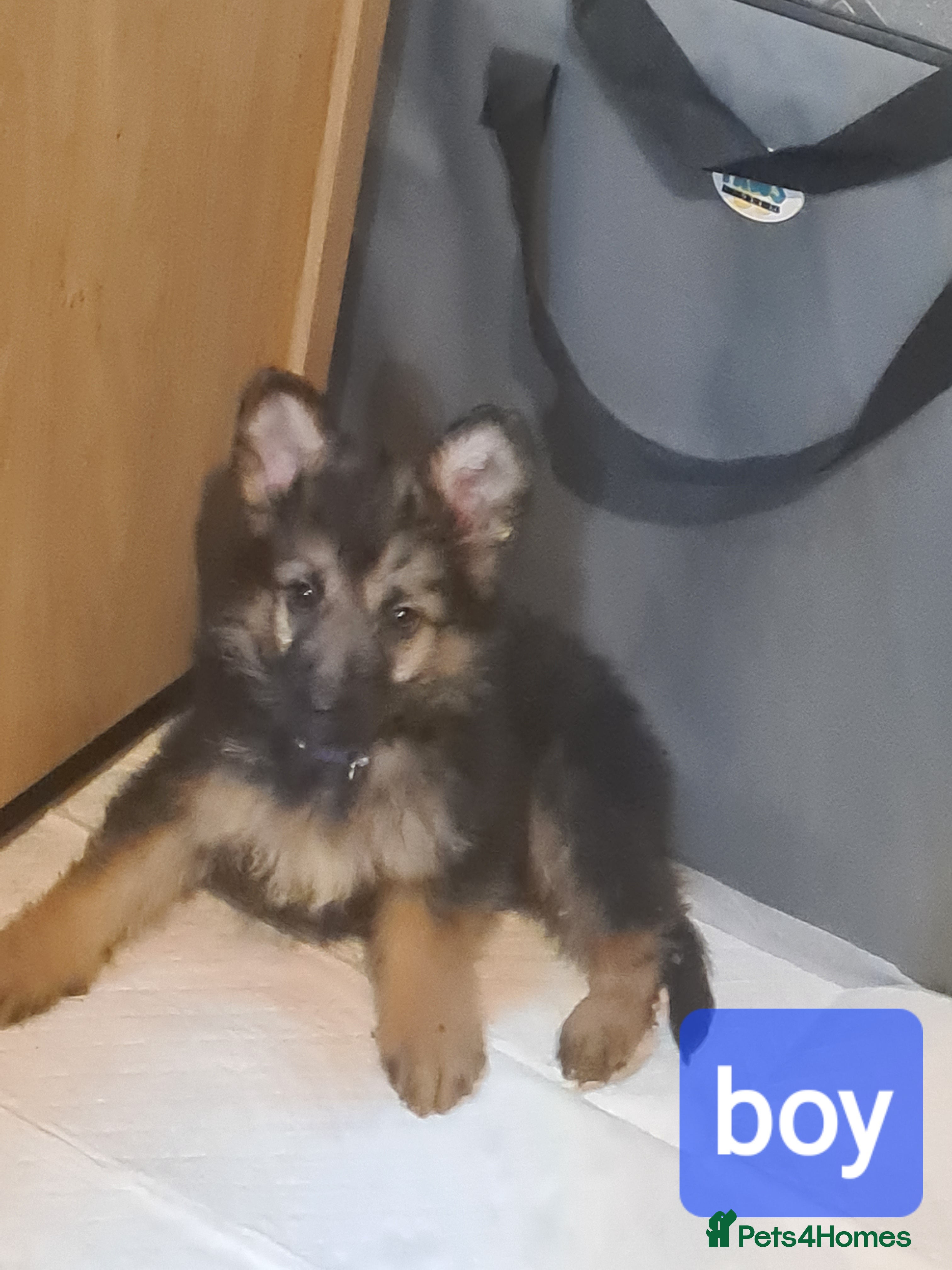 German Shepherd dogs German shepherd puppies - Advert 15