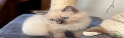 Ragdoll cats for sale: 🐾 Ragdoll Kittens 🐾 - Advert 12