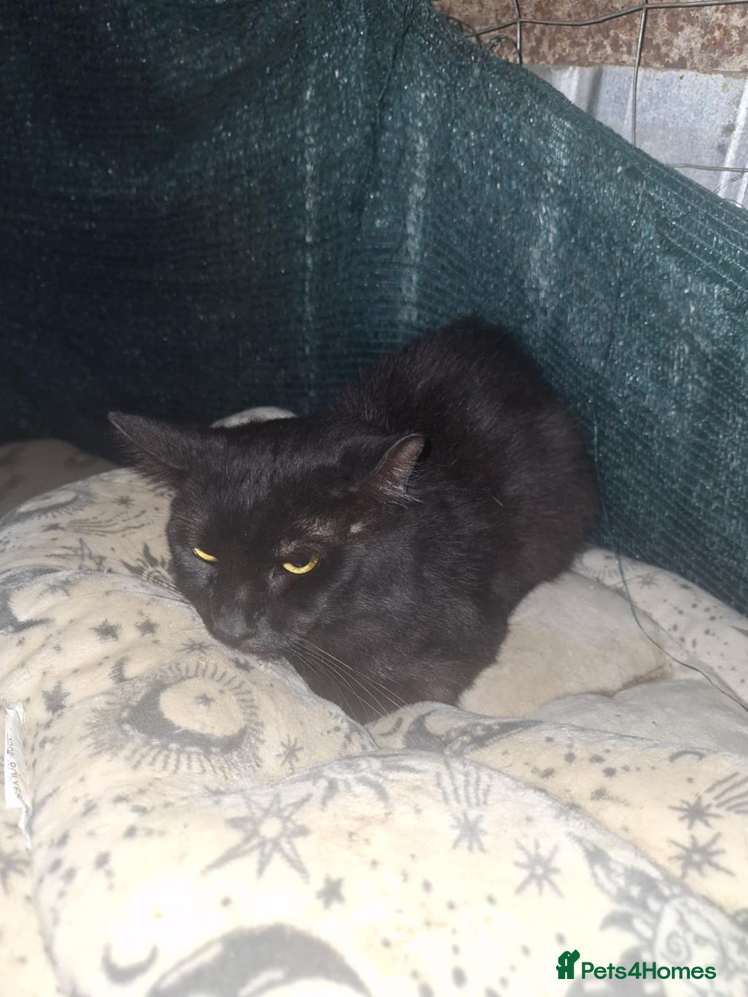 Mixed Breed cats for adoption: Sully for adoption - Advert 4