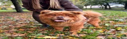 Chow Chow dogs for stud: Elton RocketMan-Chocolate Chow Available For Stud  - Advert 4