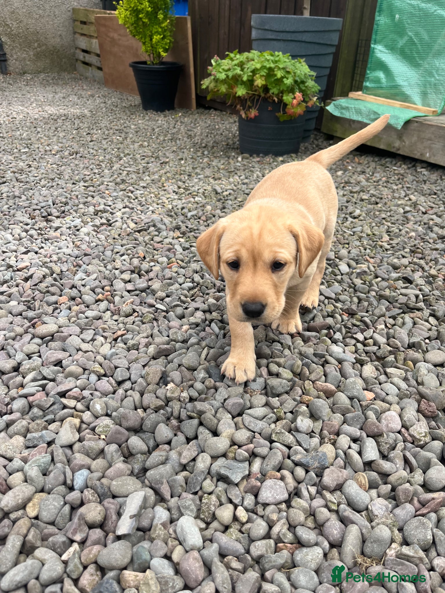 Labrador Retriever dogs for sale: Stunning Labrador pups - Advert 12