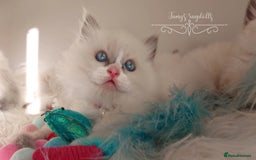 Ragdoll cats for sale: Beautiful Ragdoll kittens 😻😻😻 - Image 20