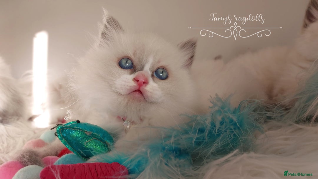 Ragdoll cats for sale: Beautiful Ragdoll kittens 😻😻😻 - Image 20