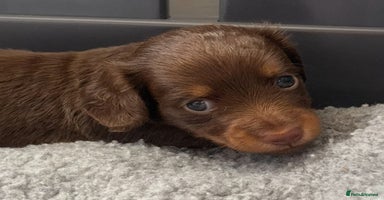 Miniature Dachshund dogs - Advert 1