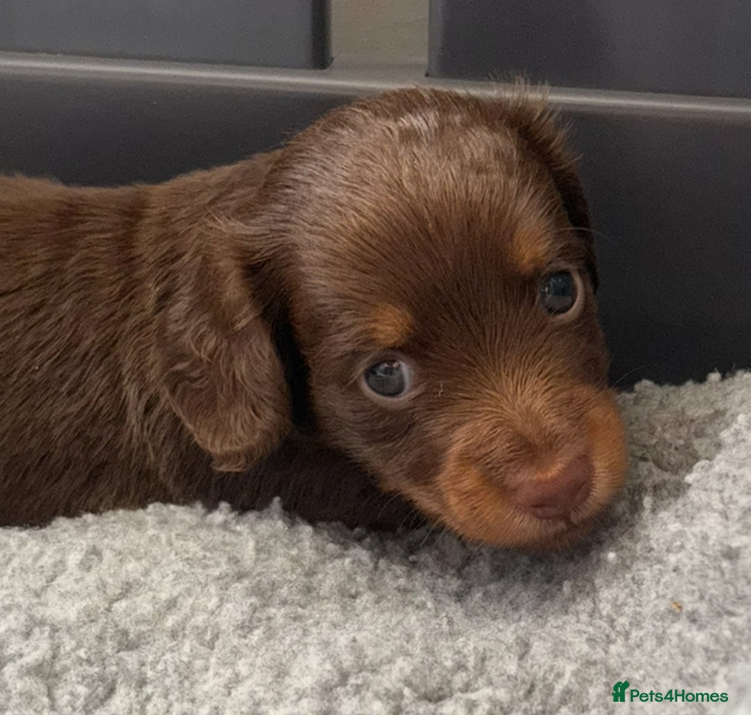 Miniature Dachshund dogs for sale: Long haired miniature dachshunds  - Image 5