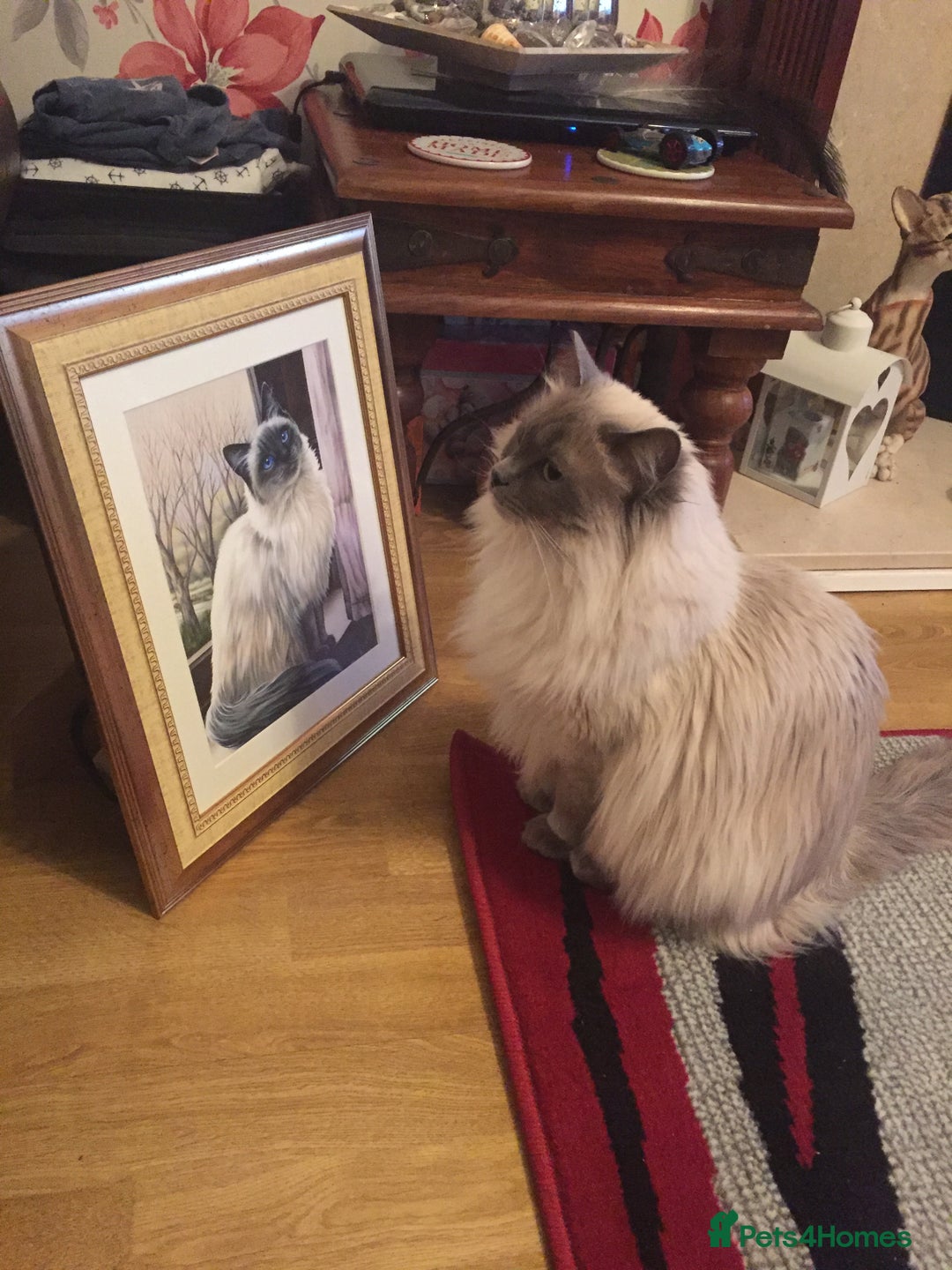 Ragdoll cats for sale: Seal Point Ragdoll Seeking final Retirement Home - Advert 2