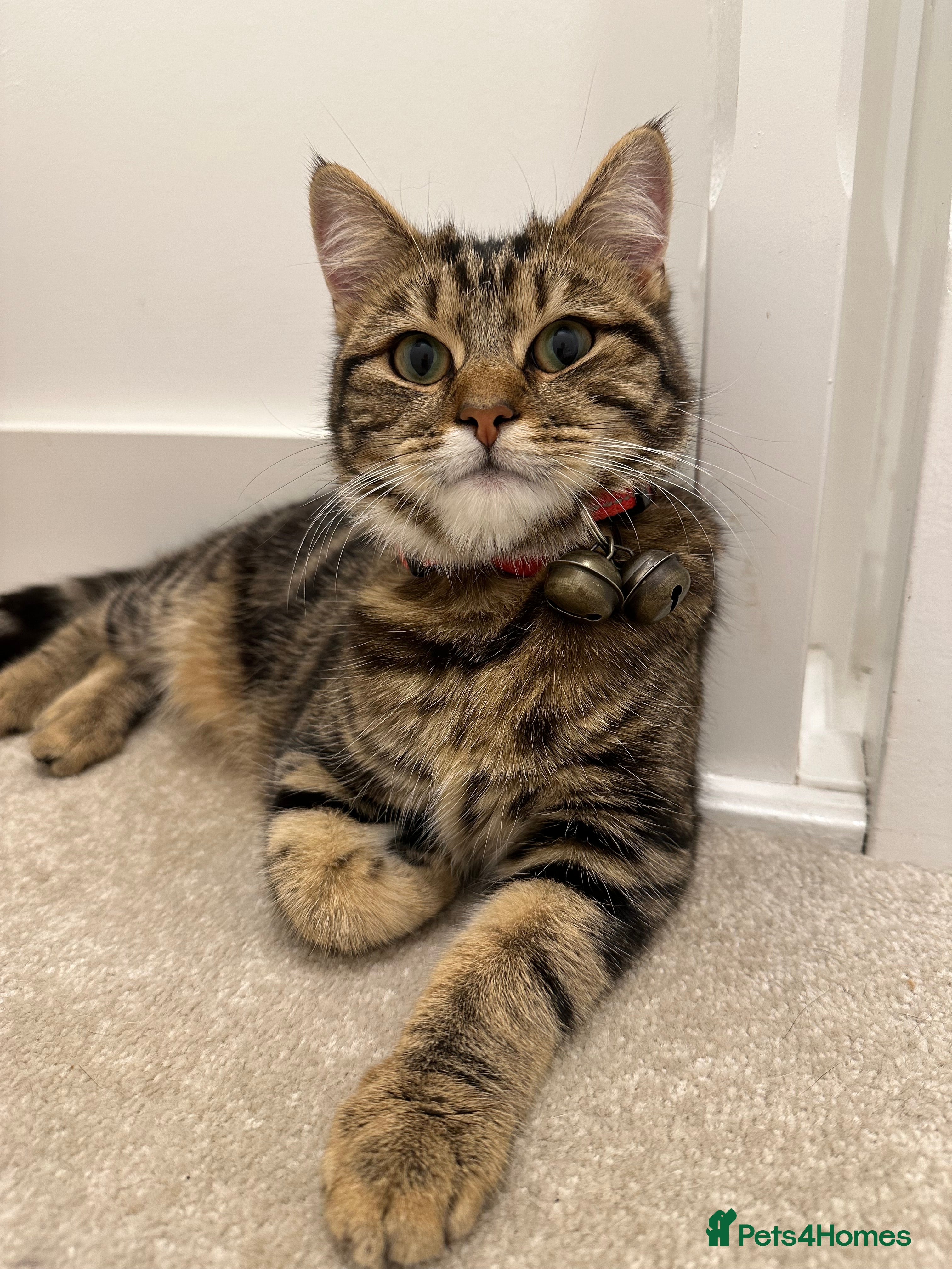 Mixed Breed cats 4 stunning kittens - Advert 2