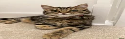 Mixed Breed cats for sale: 4 stunning kittens in Stanley - Advert 2