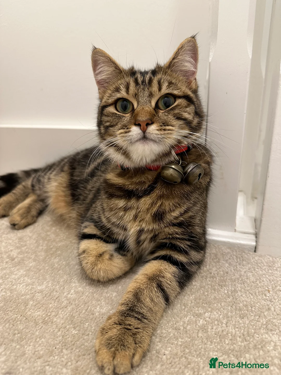 Mixed Breed cats for sale: 4 stunning kittens in Stanley - Advert 2