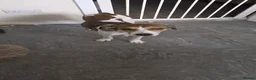 Mixed Breed dogs for adoption: Meet Hinte, currently residing in Suffolk  in Bury Saint Edmunds - Advert 4