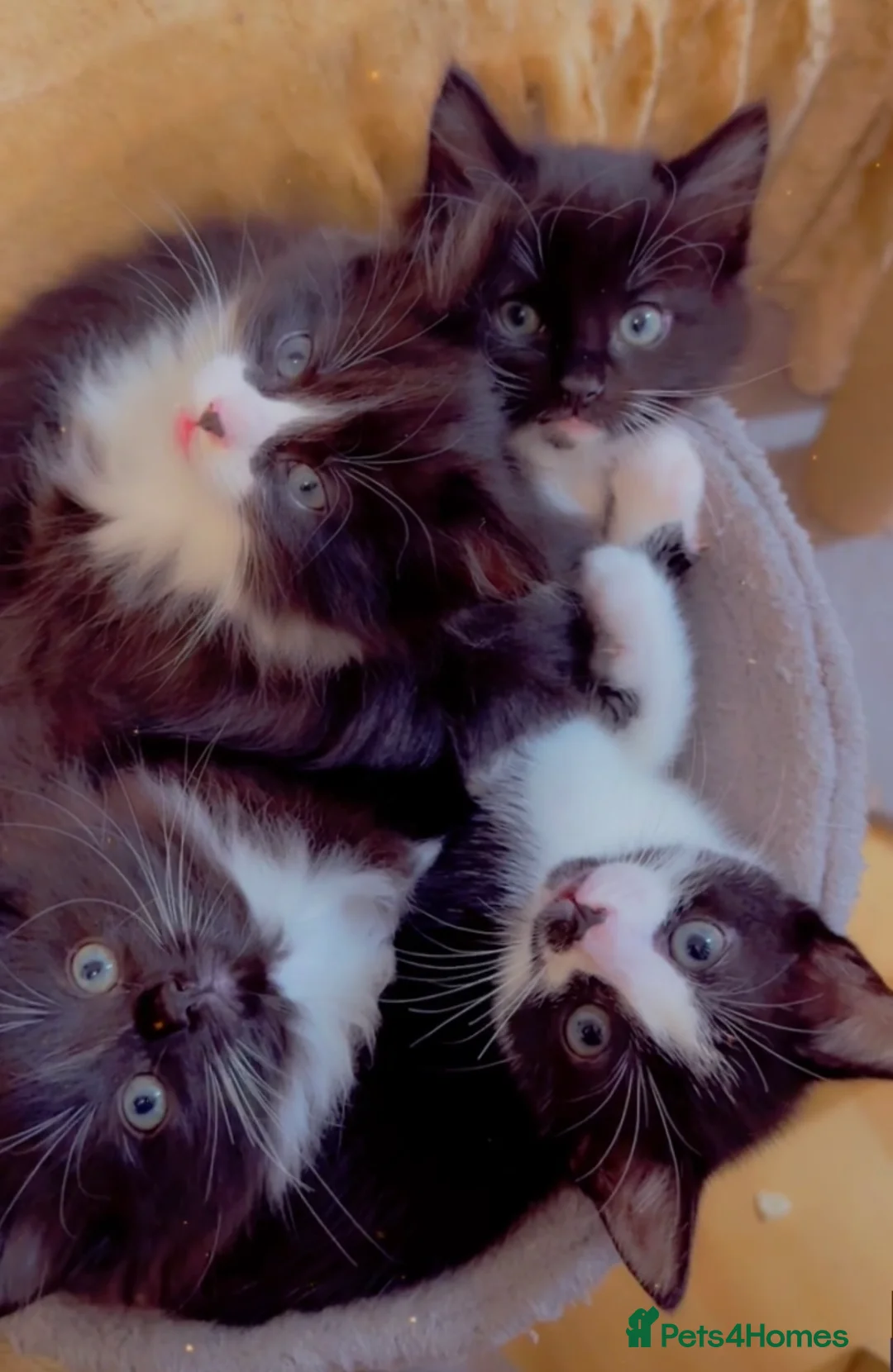 Mixed Breed cats for sale: 4 Beautiful Tuxedo Kittens (3 Long haired) <3 - Advert 1