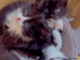 Mixed Breed cats 4 Beautiful Tuxedo Kittens (3 Long haired) <3 - Advert 2