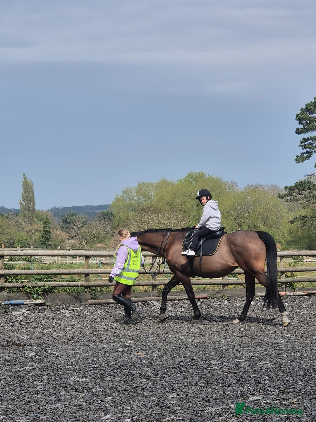 English Thoroughbred horses for sale: 16hh bay mare in Stratford-upon-Avon - Advert 2