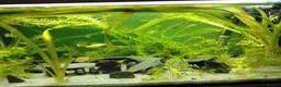 Shrimps fish for sale: Shrimp and guppies for sale in Northampton - Advert 4