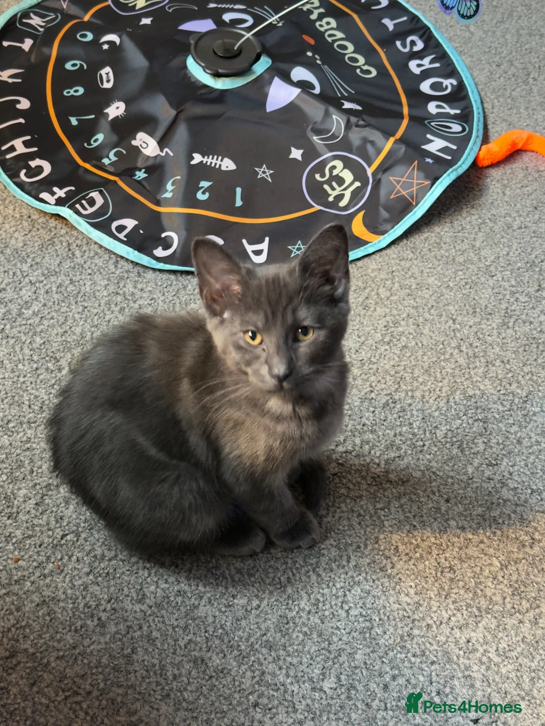 Maine Coon cats for sale: 14 week old Maine Coone Cross in Penrith - Advert 2