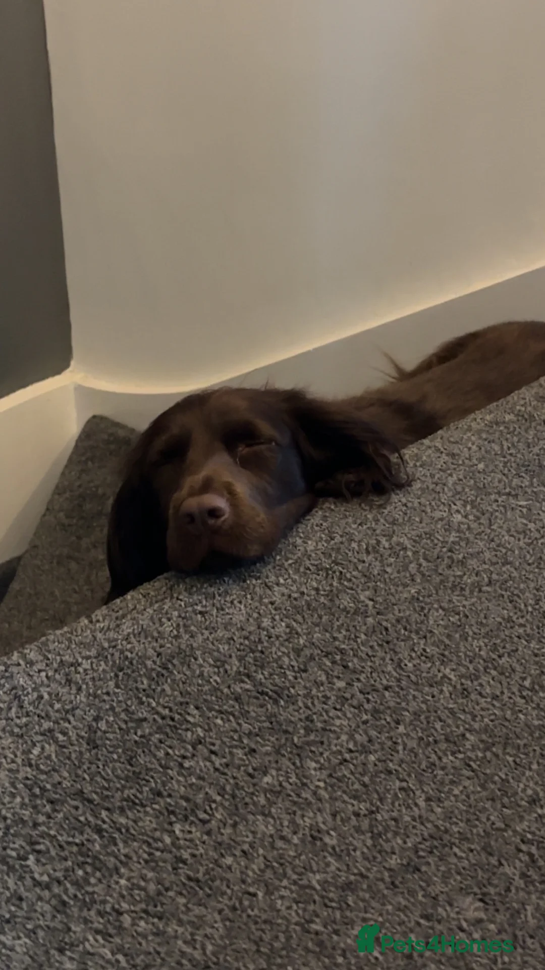 Cocker Spaniel dogs for sale: Bailey  - Advert 2