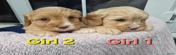Cavapoo dogs for sale: Quality F1 Cavapoos. in Stockport - Advert 13