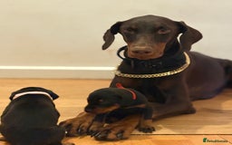 Dobermann dogs for sale: 🌟🌟KC Dobermanns - 38+ Champions in Bloodline🌟🌟 in London - Image 11