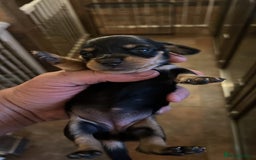 Miniature Dachshund dogs for sale: 4 long hair dachshund  - Image 12