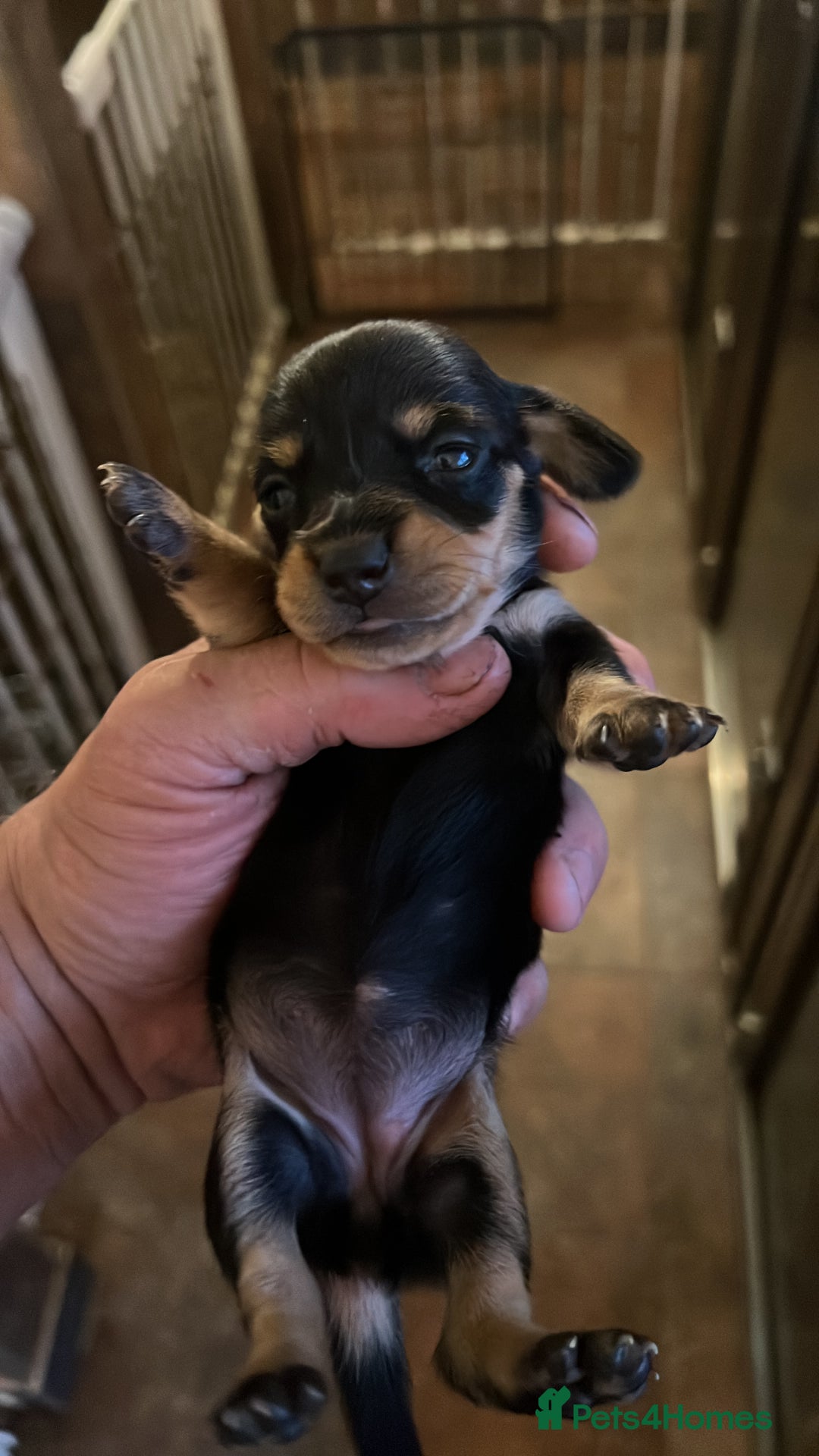 Miniature Dachshund dogs for sale: 4 long hair dachshund  - Image 12