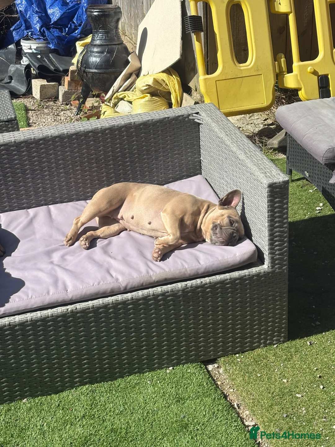 French Bulldog dogs for sale: Beautiful French bulldog - Advert 1