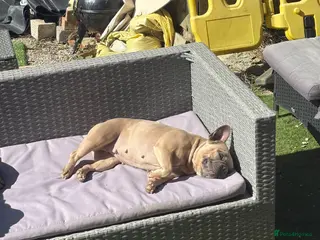 French Bulldog dogs Beautiful French bulldog - Advert 1