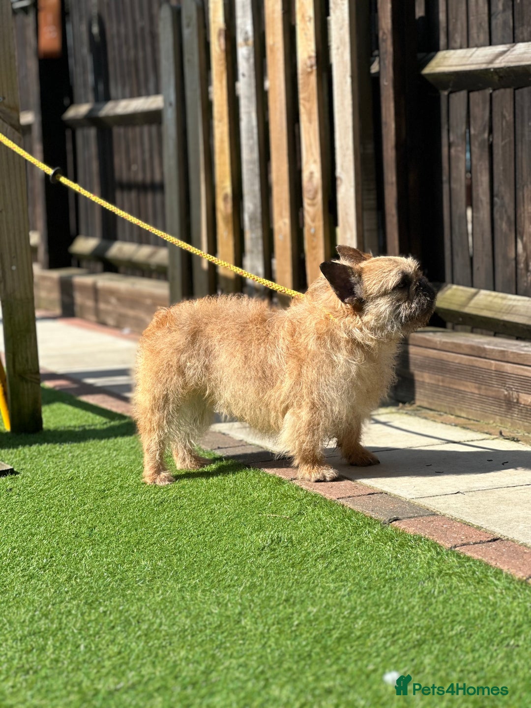 French Bulldog dogs for sale: French bulldog Pups - Advert 5