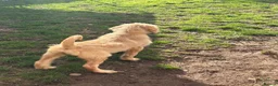 Labradoodle dogs for sale: Ready to go Labradoodle pups!  - Advert 6