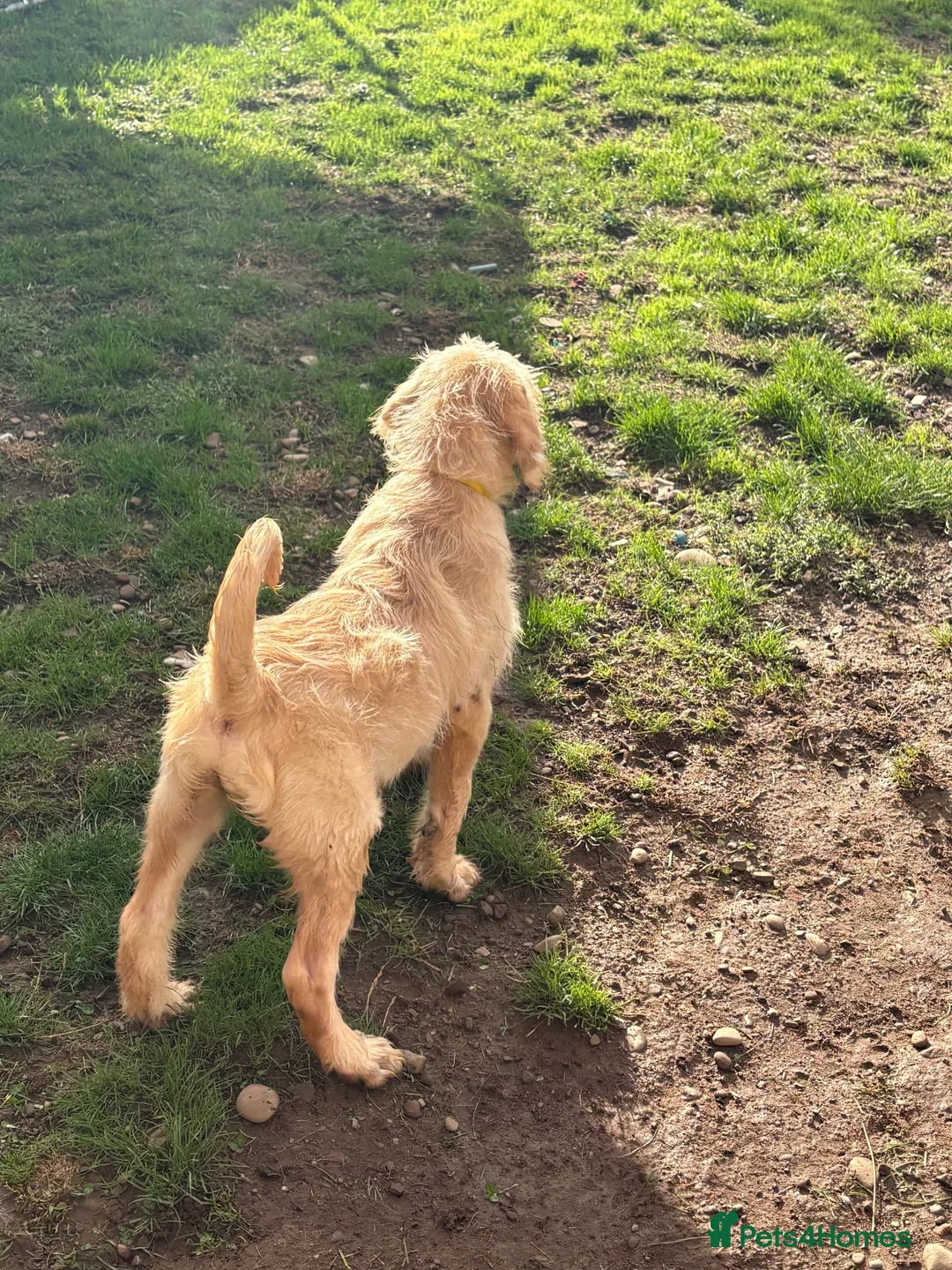 Labradoodle dogs for sale: Ready to go Labradoodle pups!  - Advert 6