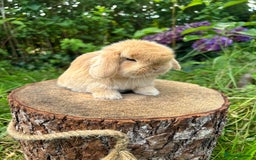 Mini Lop rabbits for sale: ⭐️ FRIENDLY PUREBRED MINI LOP BUNNIES ⭐️ - Image 19