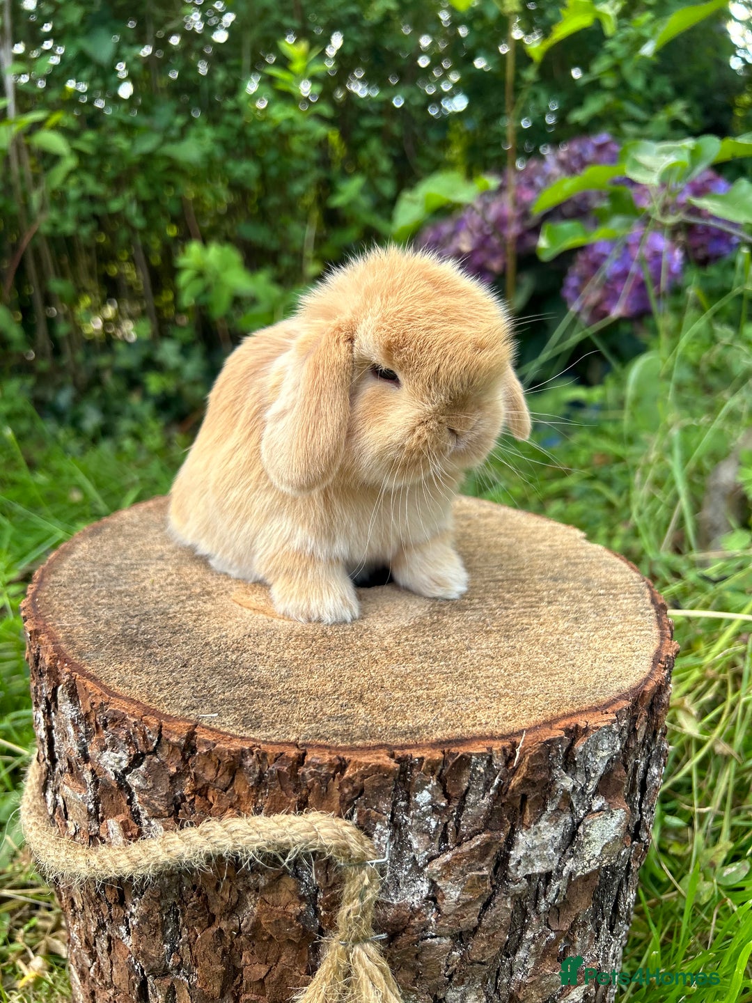 Mini Lop rabbits for sale: ⭐️ FRIENDLY PUREBRED MINI LOP BUNNIES ⭐️ - Image 19