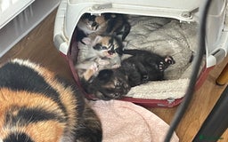 British Shorthair cats for sale: 3 beautiful and playful kittens  - Image 5