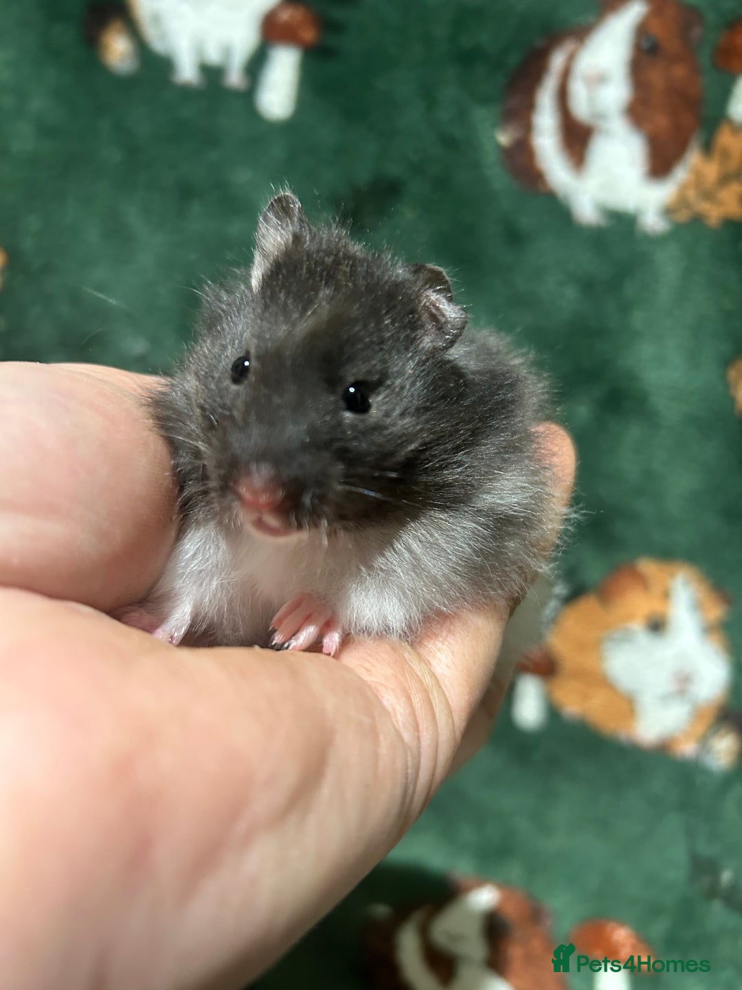 Hamster rodents for sale: Super Friendly Baby Hamsters  - Advert 7