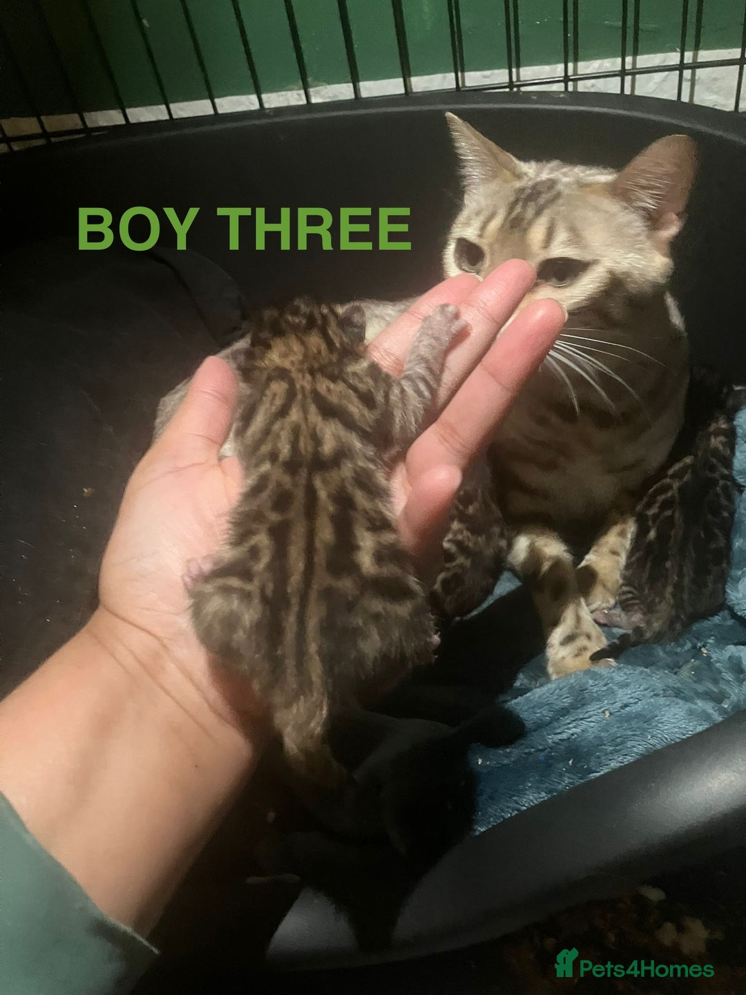 Bengal cats for sale: Pedigree Bengal Kittens  **  - Advert 10
