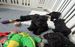 Miniature Schnauzer dogs for sale: health tested parents  - Image 5