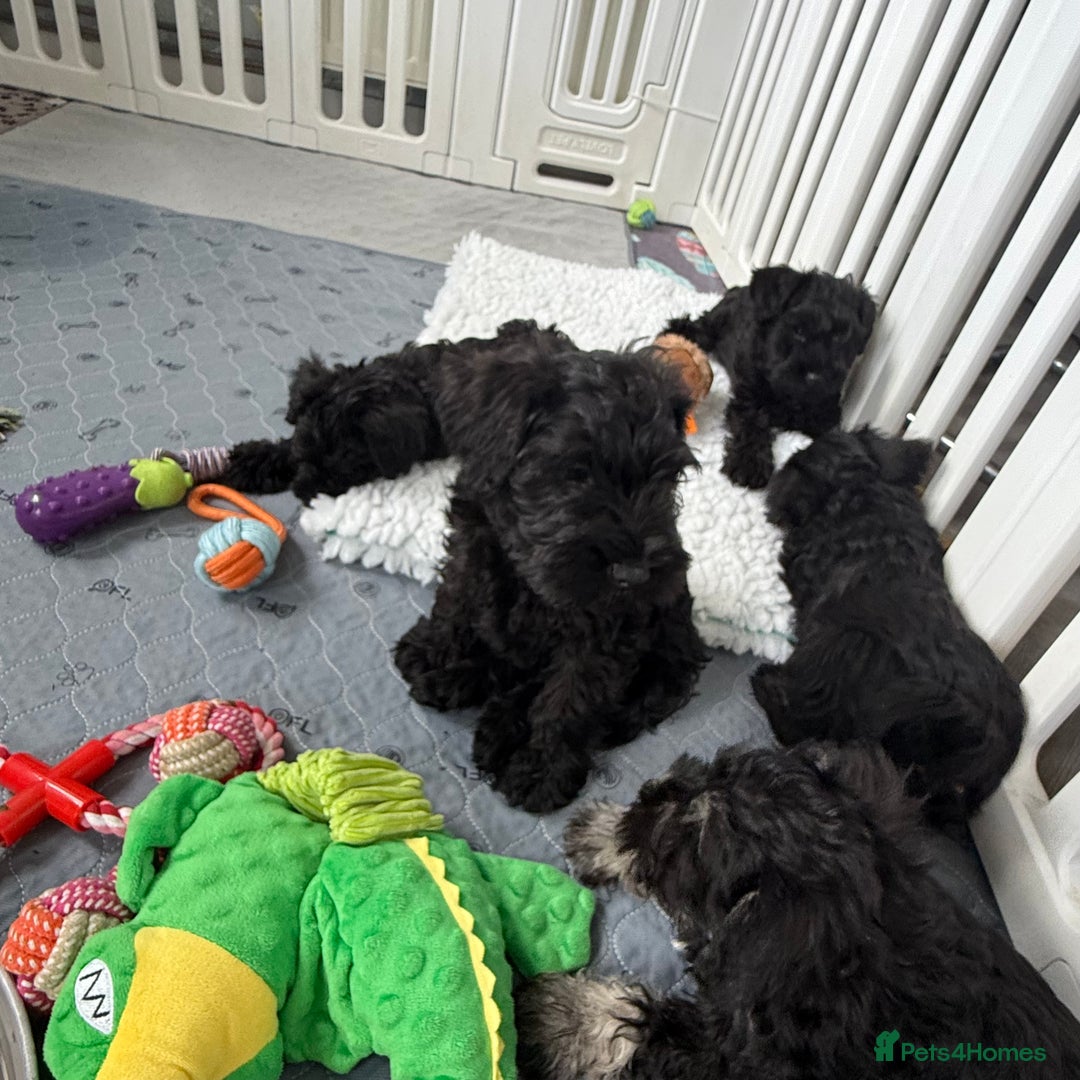 Miniature Schnauzer dogs for sale: health tested parents  - Image 5