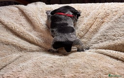 German Shorthaired Pointer dogs for sale: German Shorthaired Pointer Puppies - Leeds - Advert 19