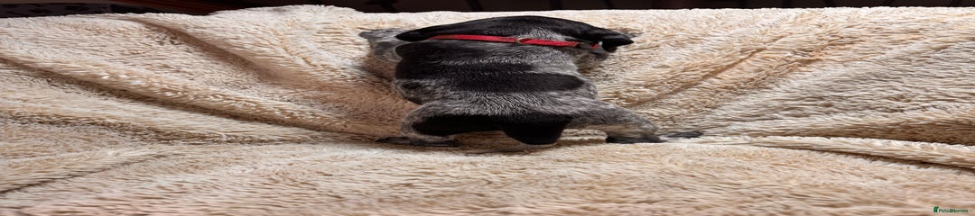 German Shorthaired Pointer Puppy 4