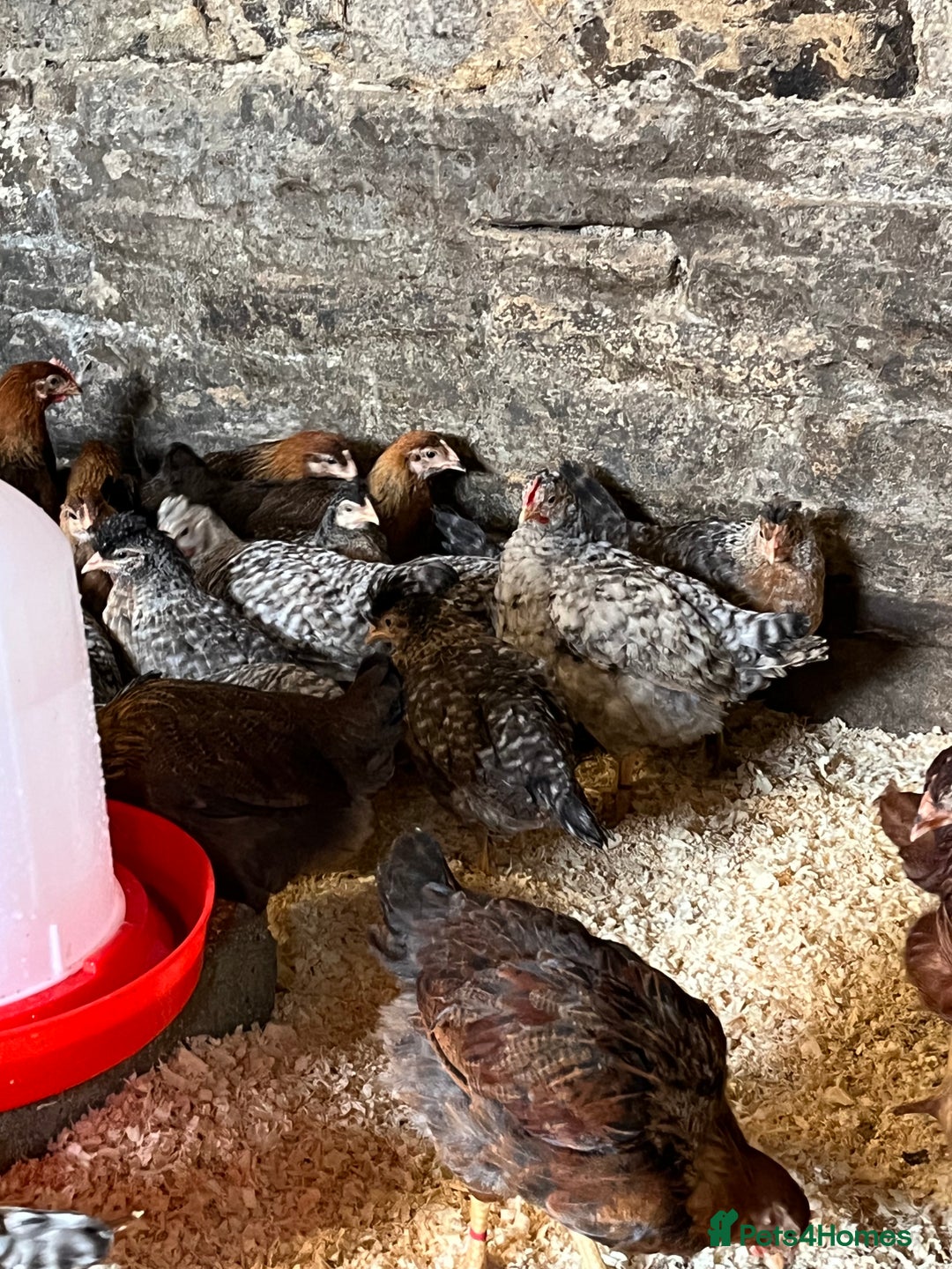 Chickens poultry for sale: Cream Legbar & Welsummer Chickens  - Image 5