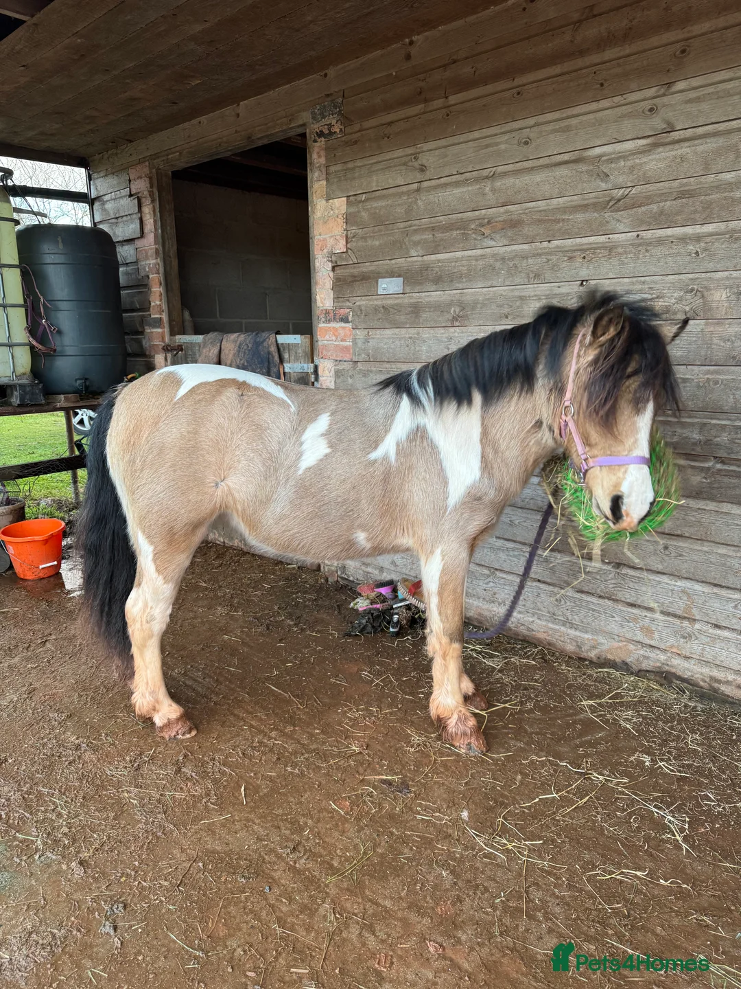 Welsh Section A horses for sale: Beautifully well marked Welsh P/B - Advert 18