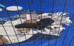 Mixed Breed dogs for sale: Jackawawa for sale  - Image 8