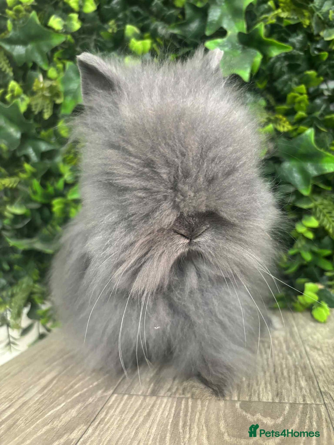 Lionhead rabbits for sale: BEAUTIFUL BABY LIONHEAD BUNNIES  - Image 1