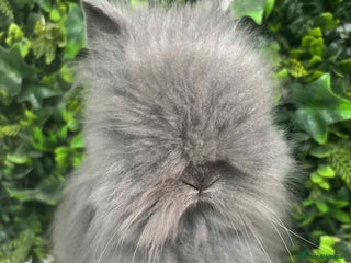 Lionhead rabbits - Advert 5