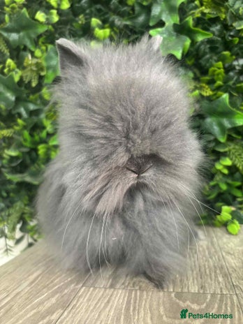 Lionhead rabbits - Advert 2