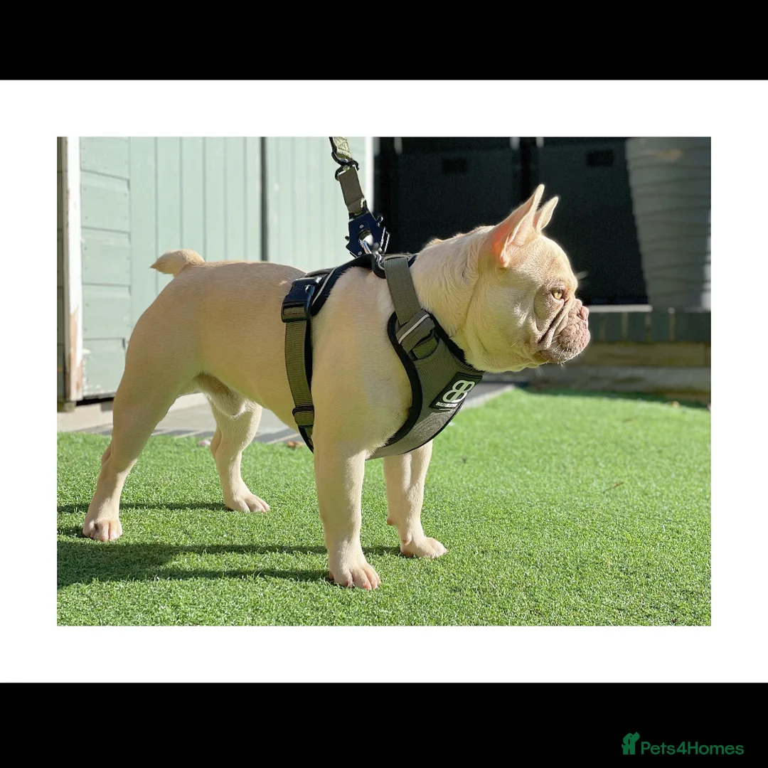 French Bulldog dogs for stud: Full new shade Isabella stud ( now available ) in Hastings - Advert 2