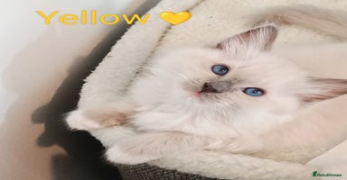 Ragdoll cats - Advert 4