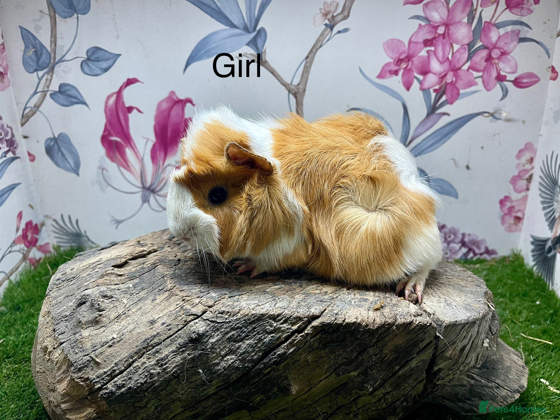 Guinea Pig rodents Female and male guinea pigs  - Advert 1