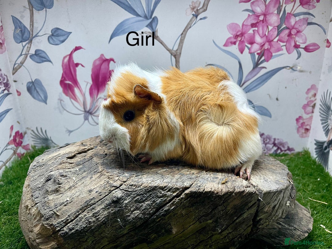 Guinea Pig rodents for sale: Female and male guinea pigs  - Advert 1