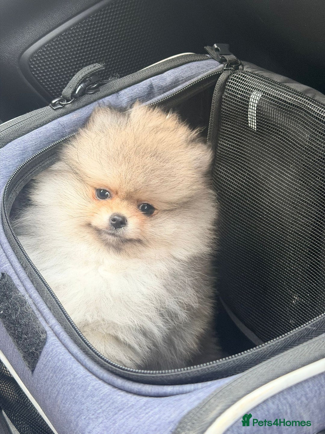 Pomeranian dogs for sale: Stunning Pom Boy Available - Advert 8
