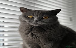 British Shorthair cats for sale: Beautiful female adult cat looking for new home - Image 6